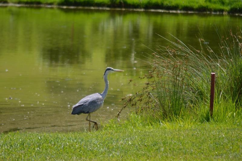Image for Golf Club Parco di Firenze